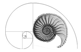 ayakanishi anmonite