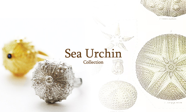seaurchin collection